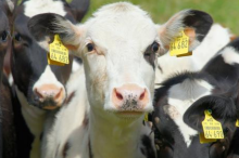 Маркирование и учета сельскохозяйственных животных